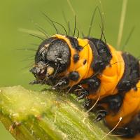 Cinnabar Moth Caterpillar 3 